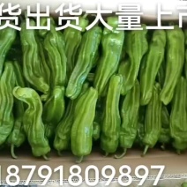 陕西精品芜湖椒，大量供应，支持电商，大小吨位