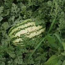 西瓜