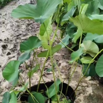 水生植物