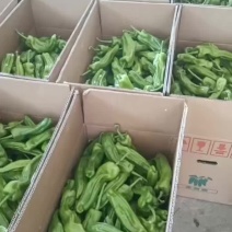 高山路天虎皮椒