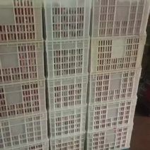 咸鸭蛋破壳真空鸭蛋货源充足量大从优欢迎咨询