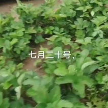 草莓苗香野，隋珠大量现货