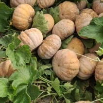 盘龙204南瓜，该品种面，粉，甜肉质鲜嫩