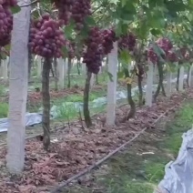 精品红提
