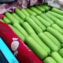 河北邯郸瓠子大量上市