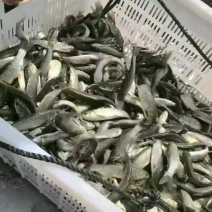 草鱼苗乌青金草鱼花白鲢抗病毒草鱼各种淡水鱼苗
