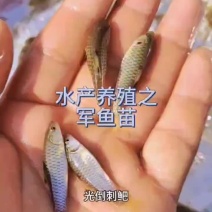 正宗军鱼，学名光倒刺鲃，也叫军鱼苗，青棍，光鱼。路亚爱好