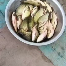 黄金鲫银鲫江都鲫常州鲫中科三号中科五号海大百龙鲫
