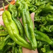 薄皮泡椒