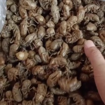 蝉蜕皮
