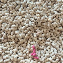 金堂花生机洗花十一新鲜花生天府花生两粒红米白米