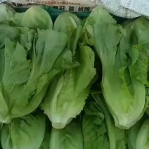 精品意大利生菜