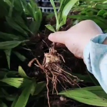 露天白芨种苗