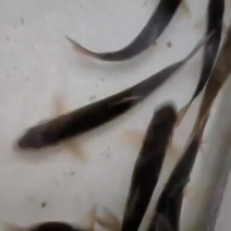 雅鱼细鳞鱼，重口裂腹鱼基地直供诚信经营