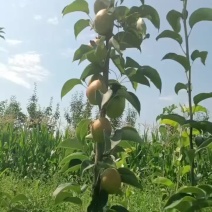 红香酥梨🍐