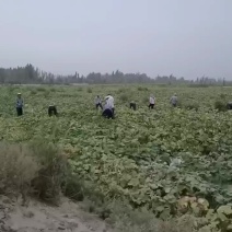 新疆哈密银栗南瓜
