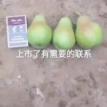 水果，香蕉梨八️五号上市，提前预定