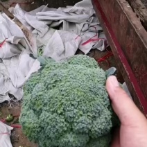 精品西兰花六毛