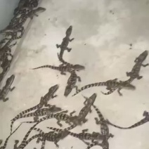 鳄鱼苗