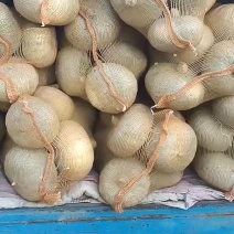 新疆哈密银栗南瓜