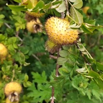 刺梨子