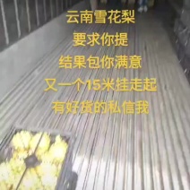 云南高原雪花梨，大量出货中，欢迎各位老板对接，
