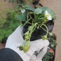 草莓苗