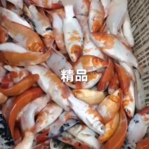 锦鲤苗