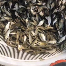 花鲢苗
