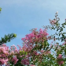 基地直供红花紫薇三红紫薇紫叶紫薇高杆紫薇丛生紫薇量大从优