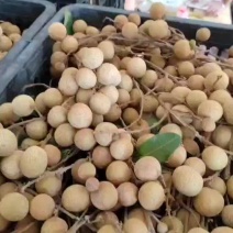 石硖龙眼产地直供，对接市场货、电商货，