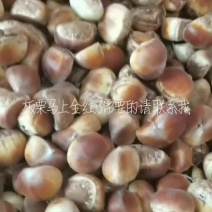 鲜板栗嫩板栗欢迎定购