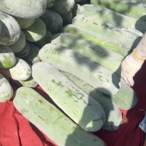 白皮冬瓜长白条白粉冬瓜6-10月大量供应