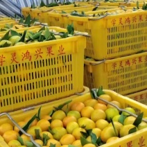 丹江口库区早熟薄皮蜜柑橘已大量上市黄度高味道甜