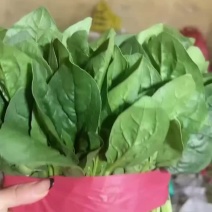 精品菠菜