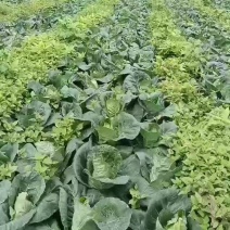 甘蓝菜
