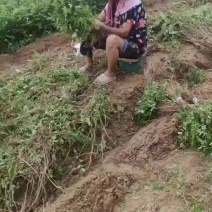 紫穗槐，刺槐，品质保证，精选，量大从优，货源稳定