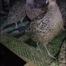 一百三十天七彩母山鸡