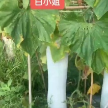白皮吊冬瓜