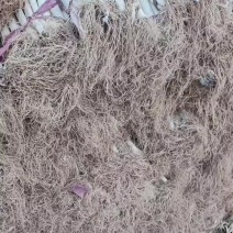 精品大葱，葱白干净质量优等货源充足