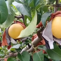圆黄梨已卖完