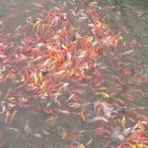 锦鲤活鱼苗观赏鱼冷水鱼好养耐活淡水鱼精品纯种红鲤鱼