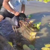 盆栽睡莲