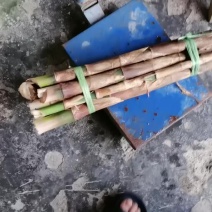 熊猫竹笋新鲜大熊猫小熊猫竹笋