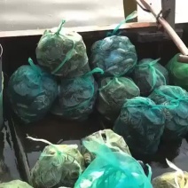螃蟹，大闸蟹，微山湖