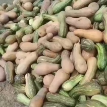 南瓜养殖南瓜次品南瓜加工厂南瓜喂虫