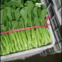 山东省聊城菜心需要的可以下单