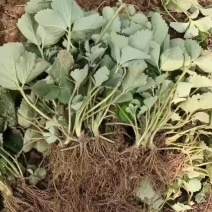 大叶宁玉草莓苗品种介绍，早熟果个大香味浓郁亩产5000斤