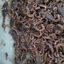 野生蝎子