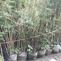 楠天竹熟货